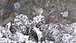 شکار پرنده توسط افعی ایرانی ،...