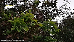 برای دیدن این ویدیو چشم هایتان...