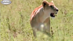 مبارزه حیوانات مادر در مقابل ش...