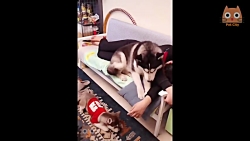 کلیپ جالب و خنده دار از حیوانا...