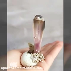 لحظه بیرون اومدن مار کبری از ت...