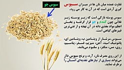 بهترین و سالم ترین نان کدام است؟