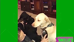 کلیپ خنده دار حیوانات