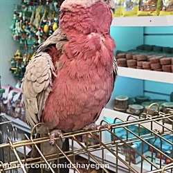 بررسی رفتار طوطی کاکاتو گالا سینه سرخ رزبرست کاکاتو