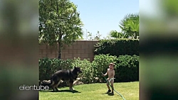 Dog Days of Summer