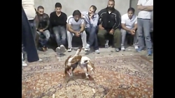 گرو یاقی از مهرداد