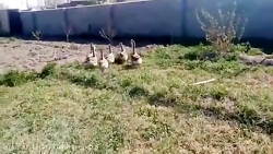 فروش تضمینی تخم نطفه دار غاز و...