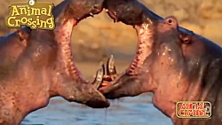 مبارزه مرگبار حیوانات وحشی: مب...