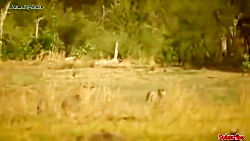 مبارزه حیوانات وحشی 2019: بوفا...