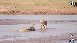 14 مبارزه حیوانات وحشی با هم