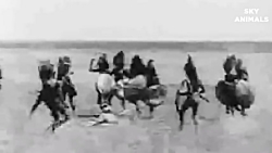 حمله وحشتناک حیوانات وحشی و مب...