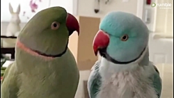 Parrots incredibly talk to one othe طوطی هایی که مثل آدم با هم حرف می زنند!