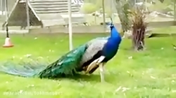 خرید و فروش تخم نطفه دار طاووس