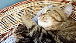 Mom Cat talking to her Cute Me...