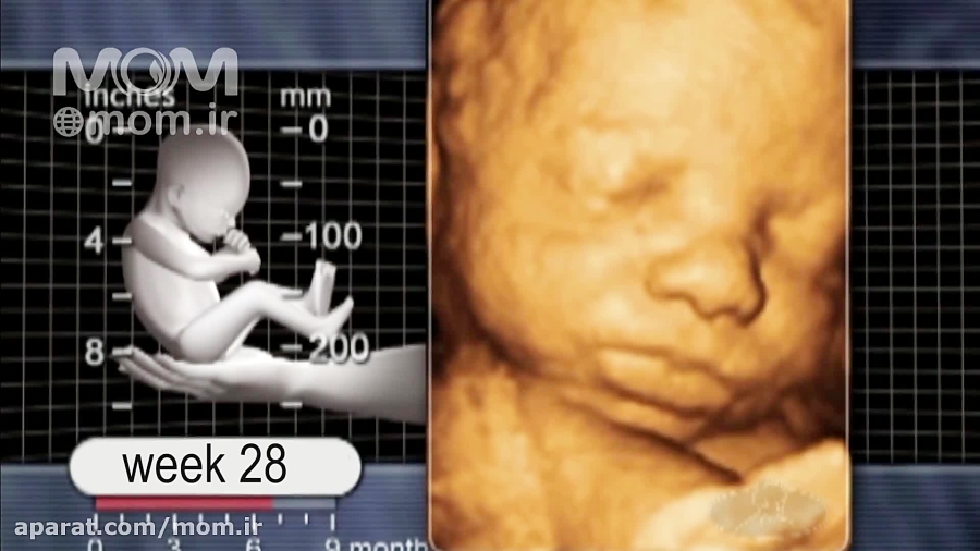 هفته بیست و هشتم بارداری