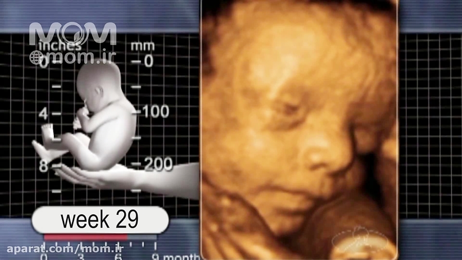 Ребенок в 26 недель в животе. Малыш на 26 неделе беременности. 26 Неделя беременности фото.