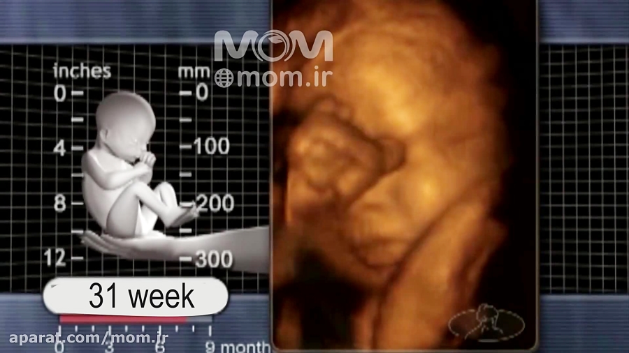 هفته سی و یکم بارداری
