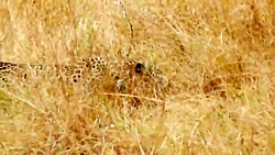 شکست جالب پلنگ در شکار پرنده