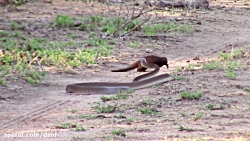 مار مامبای سیاه مقابل نمس هندی...