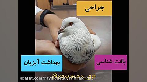 معرفی رشته / دامپزشکی جراحی زیبایی پلک