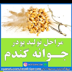 مراحل تولید پودر جوانه گندم