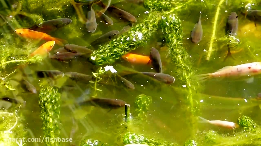 ماهی طلایی یا گلدفیش: Carassiu...