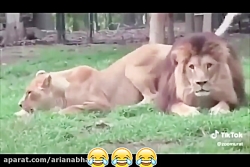 مجموعه کلیپ های خنده دار اینست...