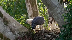 پرنده ای که میمون شکار می کند!