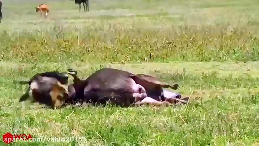 شکار گاو وحشی توسط شیرها در حی...