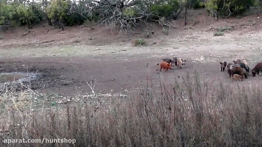 شکار گراز و کبوتر با تفنگ بادی...