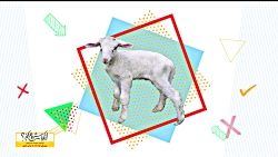 قسمت بیست و پنجم : پرورش گوسفند به روش نوین