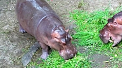 دایانا و روما در باغ وحش حیوان...