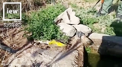 صحنه کم نظیر از شکار یک پرنده...