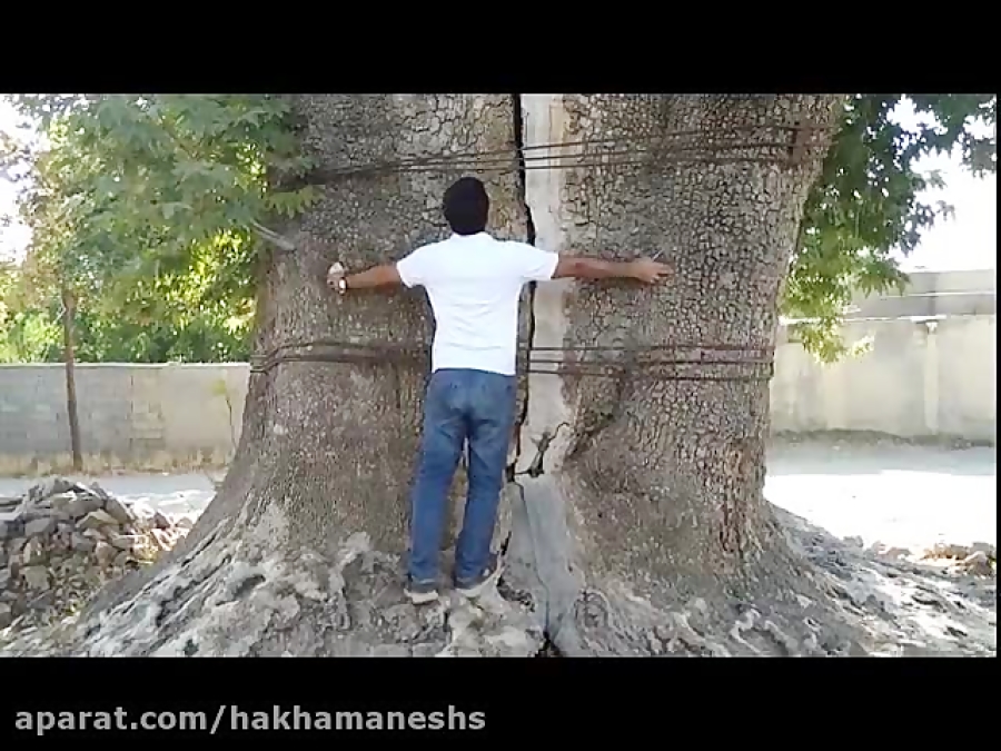 اینجا استان کرمان - بافت - بزنجان - درخت چنار 2000 ساله . شهریور 98