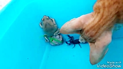 مبارزه بین عقرب و قورباغه و گر...