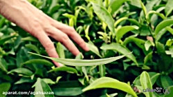 آگهی تلویزیونی شون