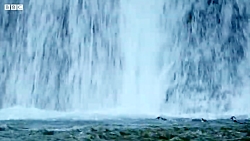 مبارزه حیوانات در مقابل طبیعت...