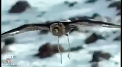 برترین حمله&zwnj;ها و شکارهای...