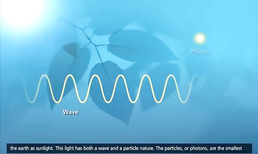 Photosynthesis Light reaction, Calvin cycle, Electron Transport 3D Animation
