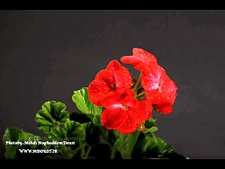 دل من ای دل تنها  چه صبورانه ش...