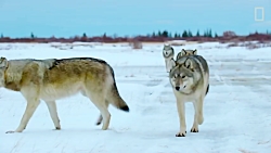 حمله گله گرگ ها به خرس قطبی