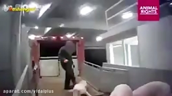 اینجا #اروپاست و مهد تمدن و ان...