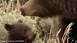 مستند حیات وحش - قسمت بیست و س...