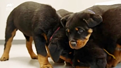 سگ روت وایلر / اطلاعات بیشتر د...