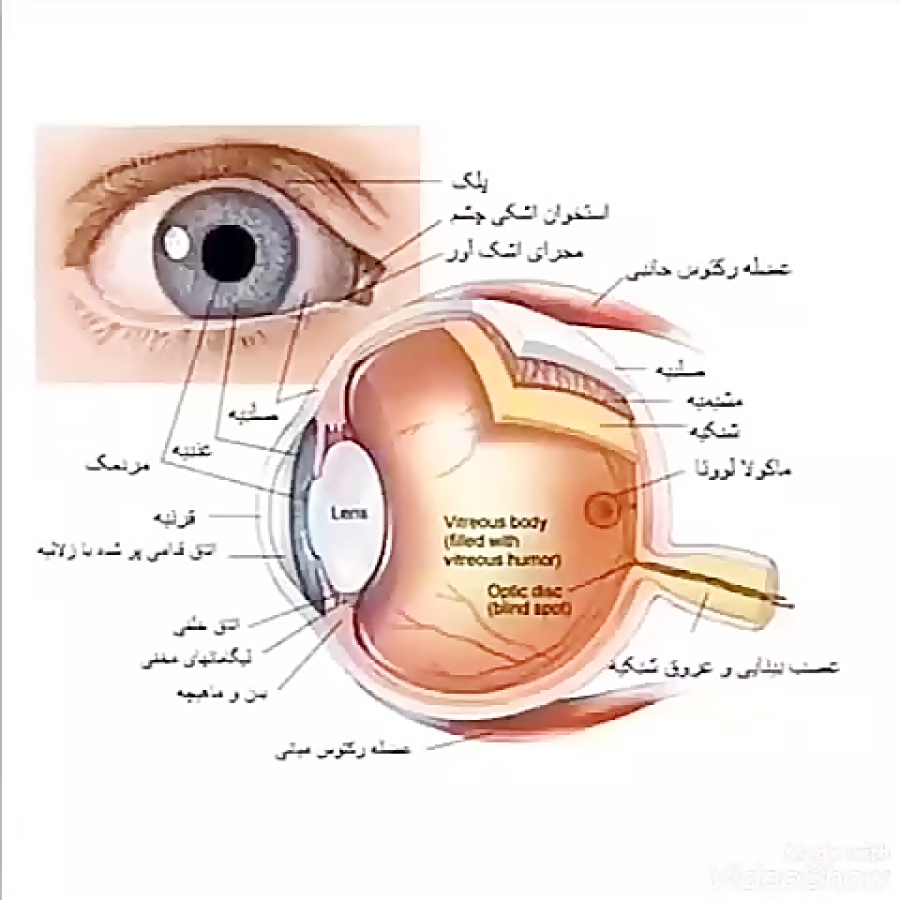 Строение глаза офтальмология