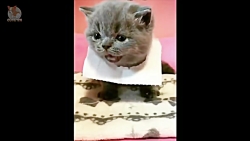 Aww - Cute Dog and Cat Compila...