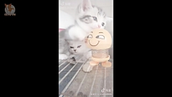 دبامزه ترین سگ ها و گربه ها Cu...