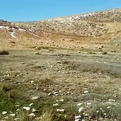 قشقایی حنجره طلایی دره شوری هو...