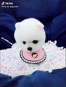 نازیییییییی:tiktok