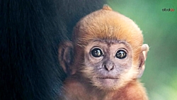 بدنیا آمدن میمون کمیاب در باغ...